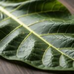 tobacco leaf